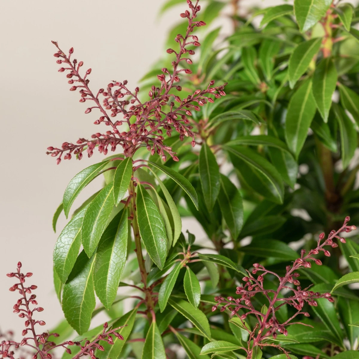 Pieris Japonica ‘Passion’ 5 Pieris Japonica ‘Passion’ - Image 5