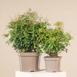 Pieris Japonica ‘Bonfire’