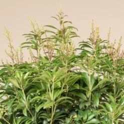 Pieris Japonica ‘Bonfire’ 12 Pieris Japonica ‘Bonfire’ -The Palm Centre Store 4117