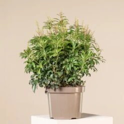 Pieris Japonica ‘Bonfire’ 11 Pieris Japonica ‘Bonfire’ -The Palm Centre Store 4118