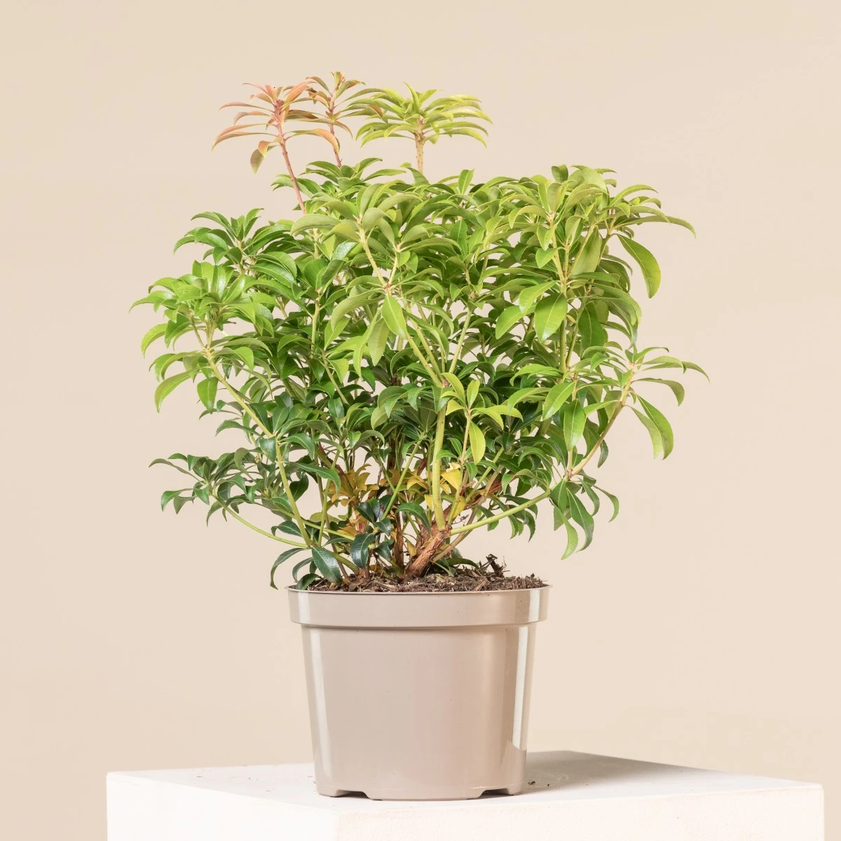 Pieris Japonica ‘Bonfire’ 3 Pieris Japonica ‘Bonfire’ - Image 3