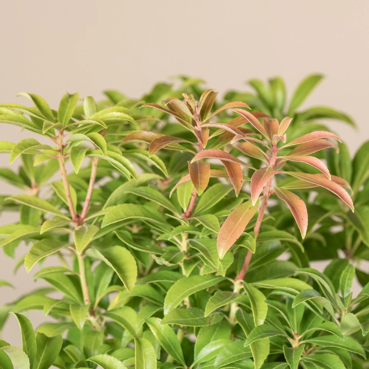 Pieris Japonica ‘Bonfire’ 2 Pieris Japonica ‘Bonfire’ - Image 2