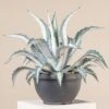 Agave Americana ‘Mediopicta Alba’