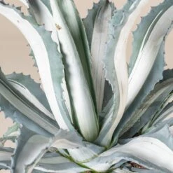 Agave Americana ‘Mediopicta Alba’ -The Palm Centre Store 4129