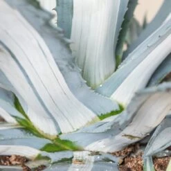Agave Americana ‘Mediopicta Alba’ -The Palm Centre Store 4131