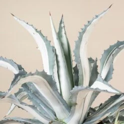 Agave Americana ‘Mediopicta Alba’ -The Palm Centre Store 4132