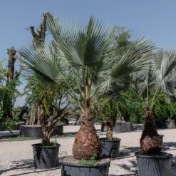 Brahea Armata -The Palm Centre Store 4140