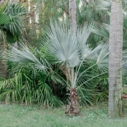 Brahea Armata -The Palm Centre Store 4143