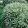 Pleioblastus Fortunei ‘Variegata’