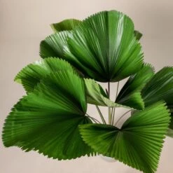 The Palm Centre Store -The Palm Centre Store 425 scaled 1