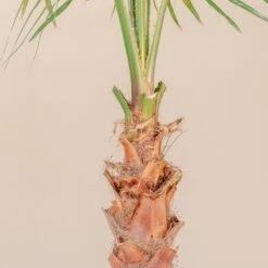 Washingtonia Robusta -The Palm Centre Store 4266