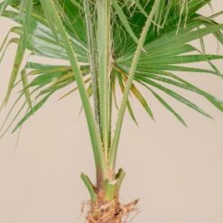 Washingtonia Robusta -The Palm Centre Store 4267