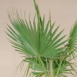 Washingtonia Robusta -The Palm Centre Store 4268