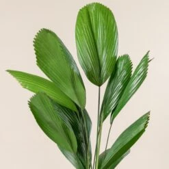 Licuala Grandis -The Palm Centre Store 428 scaled 1