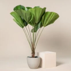 Licuala Grandis -The Palm Centre Store 429 scaled 1