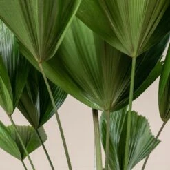 Licuala Grandis -The Palm Centre Store 430 scaled 1