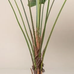 Licuala Grandis -The Palm Centre Store 431 scaled 1