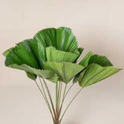 Licuala Grandis -The Palm Centre Store 433 scaled 1