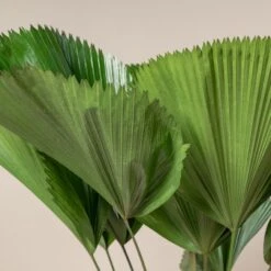 Licuala Grandis -The Palm Centre Store 434 scaled 1