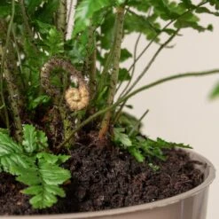 Dryopteris Wallichiana ‘Jurassic Gold’ -The Palm Centre Store 483 1 scaled 1