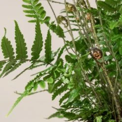 Dryopteris Wallichiana ‘Jurassic Gold’ -The Palm Centre Store 484 1 scaled 1