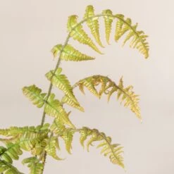 Dryopteris Wallichiana ‘Jurassic Gold’ -The Palm Centre Store 485 1 scaled 1