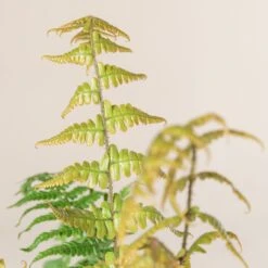 Dryopteris Wallichiana ‘Jurassic Gold’ -The Palm Centre Store 486 1 scaled 1