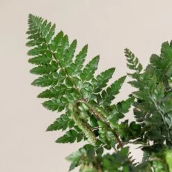 Polystichum Makinoi -The Palm Centre Store 487