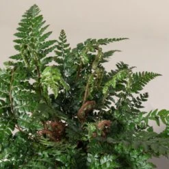 Polystichum Makinoi -The Palm Centre Store 490 scaled 1
