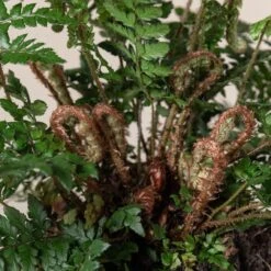 Polystichum Makinoi -The Palm Centre Store 491 scaled 1