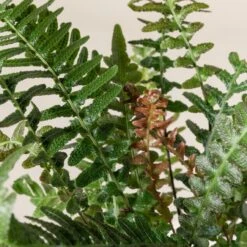 Doodia Aspera 20 Doodia Aspera -The Palm Centre Store 495 scaled 1