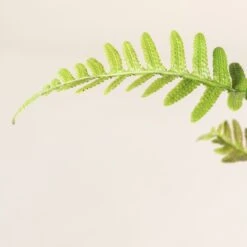 Doodia Aspera 14 Doodia Aspera -The Palm Centre Store 497 scaled 1