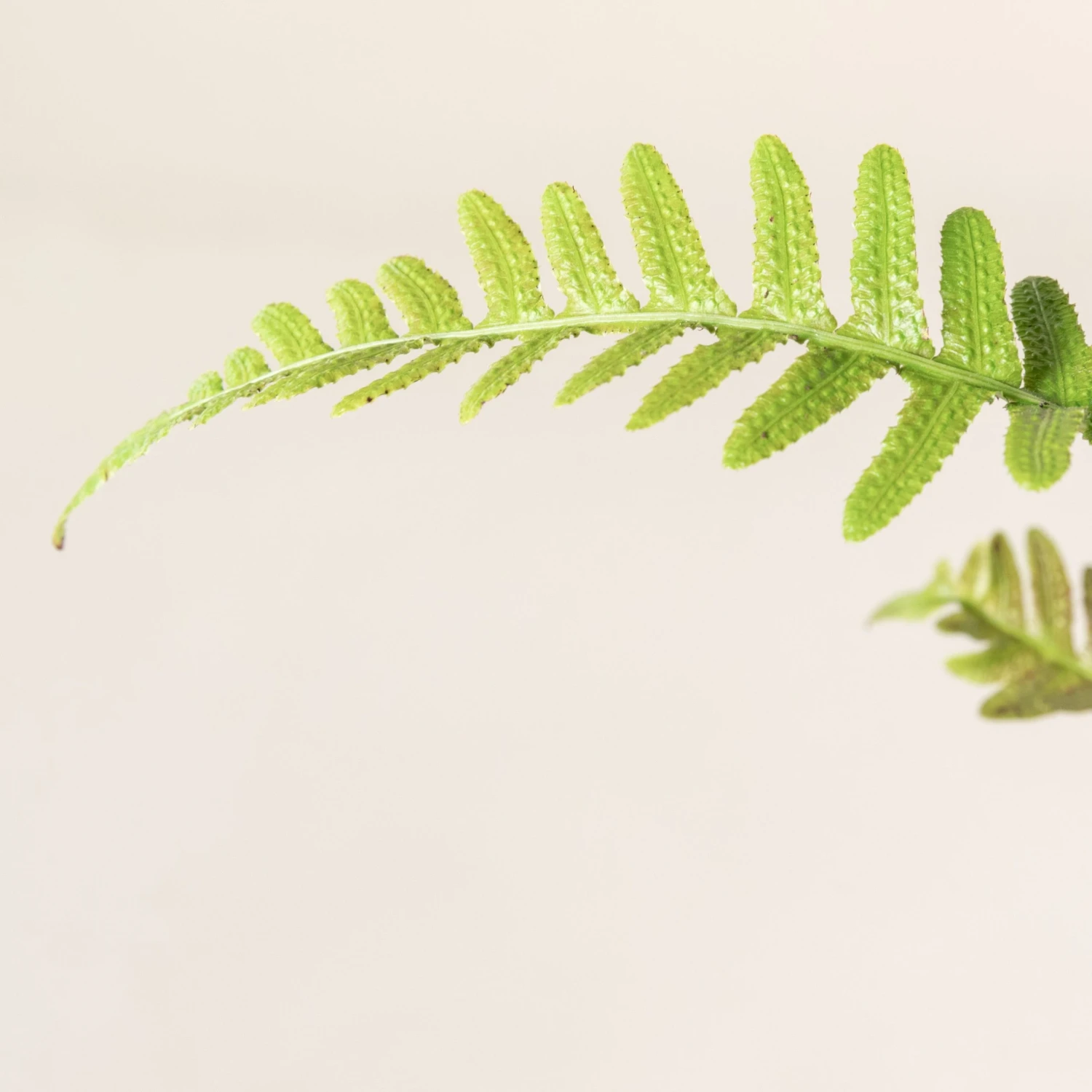 Doodia Aspera 4 Doodia Aspera - Image 4