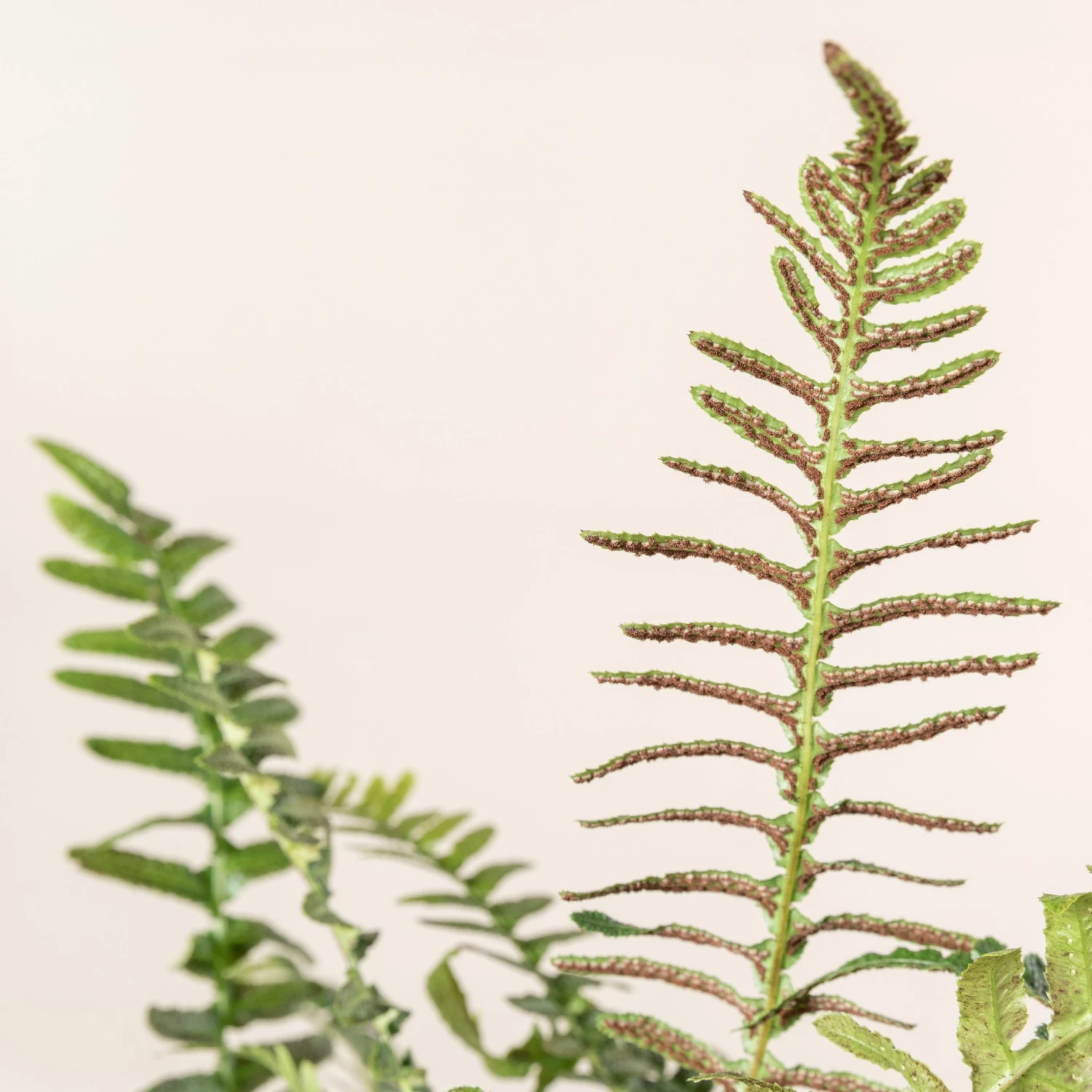 Doodia Aspera 9 Doodia Aspera - Image 9