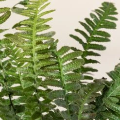 Doodia Aspera 15 Doodia Aspera -The Palm Centre Store 499 scaled 1