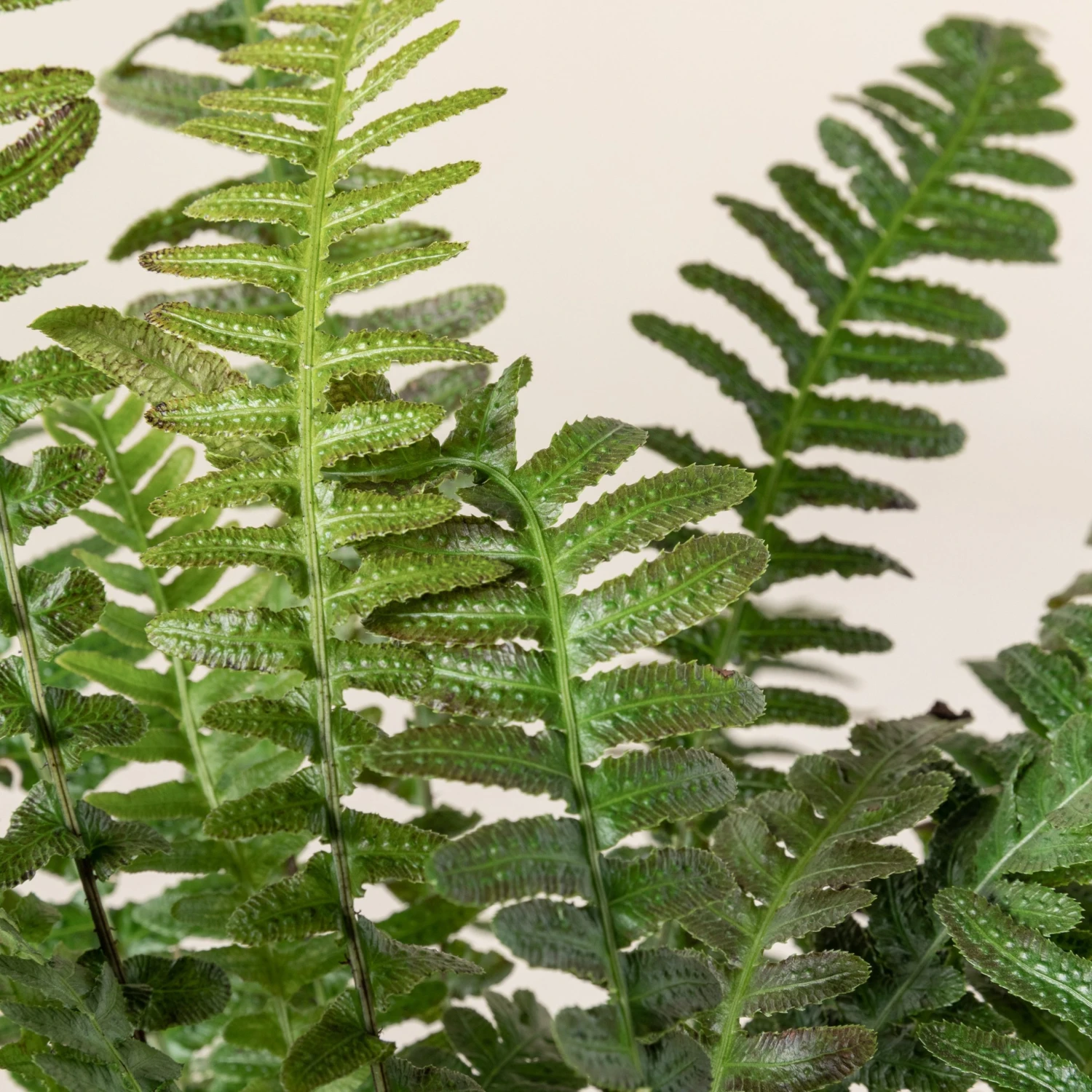 Doodia Aspera 5 Doodia Aspera - Image 5