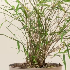 Fargesia Angustissima -The Palm Centre Store 5 scaled 2