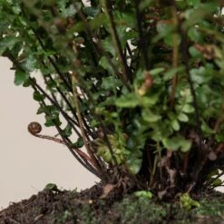 Doodia Aspera 21 Doodia Aspera -The Palm Centre Store 500 scaled 1