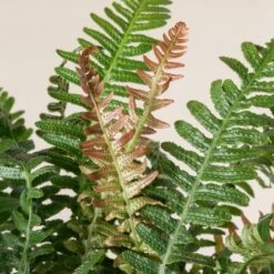 Doodia Aspera 13 Doodia Aspera -The Palm Centre Store 501 scaled 1