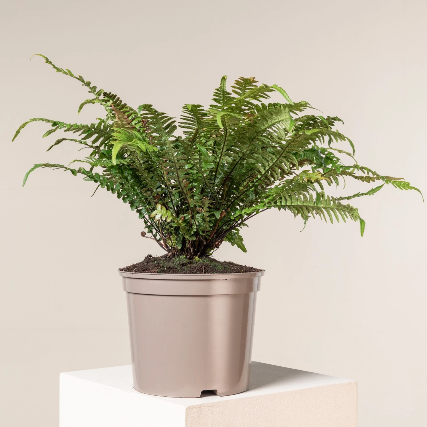 Doodia Aspera 1 Doodia Aspera