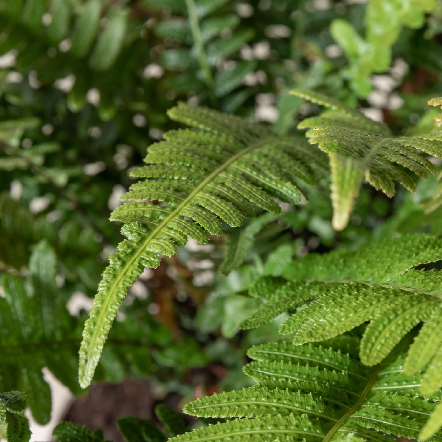 Doodia Aspera 2 Doodia Aspera - Image 2