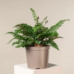 Dryopteris Atrata -The Palm Centre Store 506