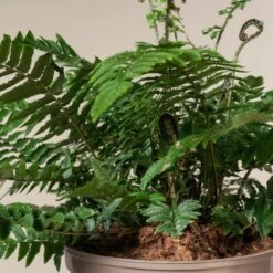 Dryopteris Atrata -The Palm Centre Store 507