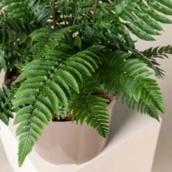 Dryopteris Atrata -The Palm Centre Store 508