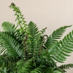 Dryopteris Atrata -The Palm Centre Store 509