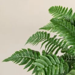 Dryopteris Atrata -The Palm Centre Store 511
