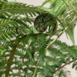 Dicksonia Antarctica (Juvenile) -The Palm Centre Store 518
