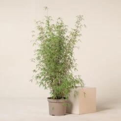 Fargesia Angustissima -The Palm Centre Store 6 scaled 1