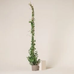 Trachelospermum Jasminoides -The Palm Centre Store 648