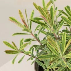 Euphorbia X Martinii ‘Ascott Rainbow’ -The Palm Centre Store 664 scaled 1